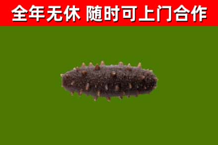 平舆县烟酒回收干海参.jpg